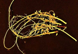 Soybean root nodules, each containing billions of Bradyrhizobium bacteria